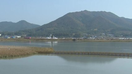 깊어가는 가을...황금빛으로 물든 강진 갈대밭 / YTN