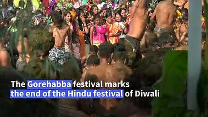A cow dung fight to celebrate a Hindu god in India
