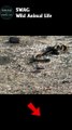 Iguana vs Snakes  #animal #shorts #shortvideo #animals