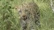 Half an Impala Tries Escaping Hyena #animal #shorts #shortvideo #animals