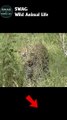 Half an Impala Tries Escaping Hyena #animal #shorts #shortvideo #animals