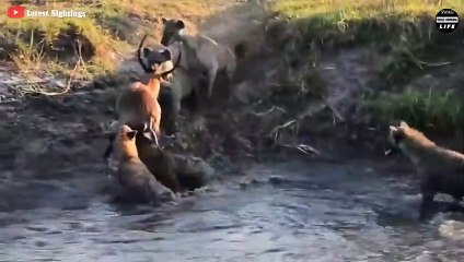 Wild Dogs Injured After Fighting With Hyenas And What Happens Next