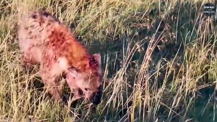 Lions Steal Prey And Bully Hyenas Causing The Hyena Clan To Disintegrate   Wild Animal Life