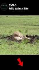 Lion Take Down Warthog #animal #shorts #shortvideo #animals