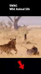 Lion Hunting Warthog #animal #shorts #shortvideo #animals
