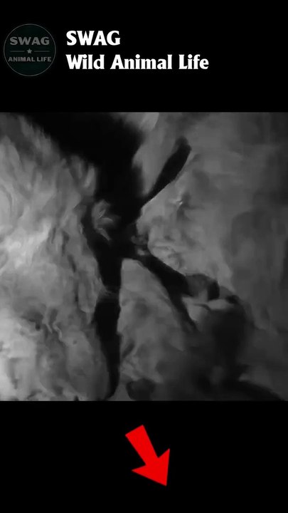 3 Male Lion Eating Warthog #animal #shorts #shortvideo #animals#animalshorts