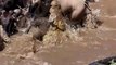 Crocodiles Attack Wildebeest in Water #animal #shorts #shortvideo #animals