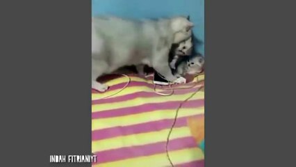 animal animals cat cats fyp number 2