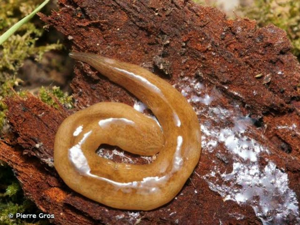Invasion dans nos jardins : nouvelles révélations sur le ver plat mangeur de vers de terre