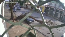 Falling Tree Almost Hits Pedestrian