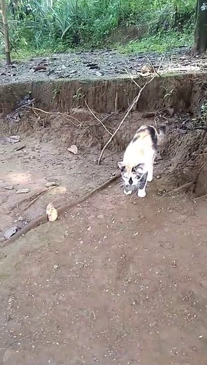 Kucing versus tikus#tomnjerry