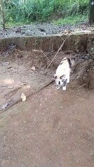 Kucing versus tikus#tomnjerry