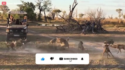 7 Pitiful Moments Lions Get Injured By Other Predators   Wild Animal Life