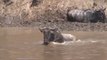 Crocodile Catches Wildebeest #animal #shorts #shortvideo #animals