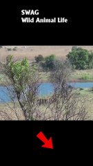 Lion Takes Down Wildebeest #animal #shorts #shortvideo #animals