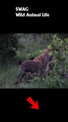 Hyena Eating Impala Alive #animal #shorts #shortvideo #animals