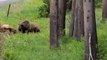 Viscious Grizzly Bear Attack Elk #animal #shorts #shortvideo #animals