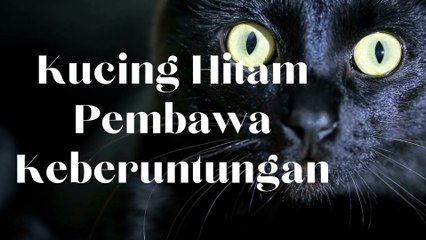 kucing hitam