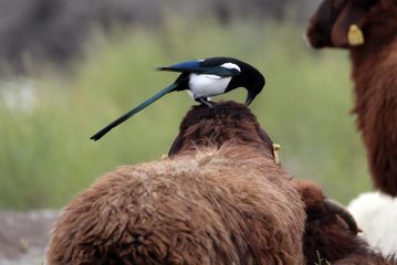 Koyunların üstündeki böceklerle beslenen kuşlar kameraya yansıdı