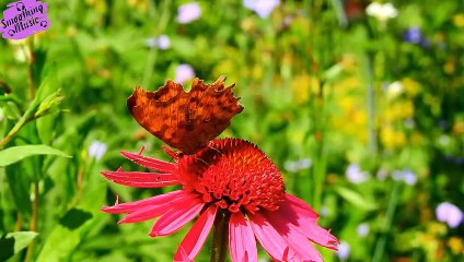 GOOD MORNING MUSIC ➤ Boost Positive Energy ➤ Peaceful Healing Meditation Music.....