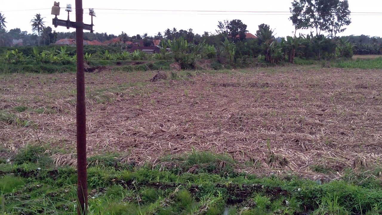 Panen tebu