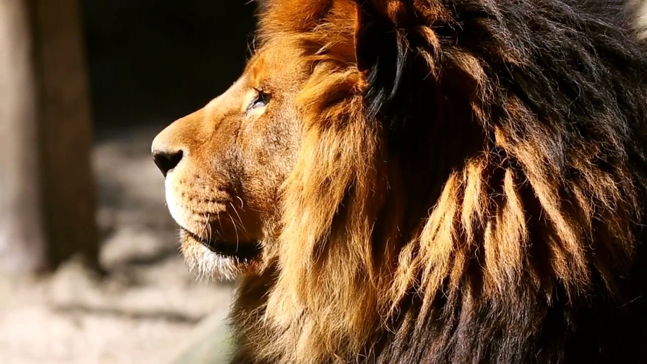 LIONS
