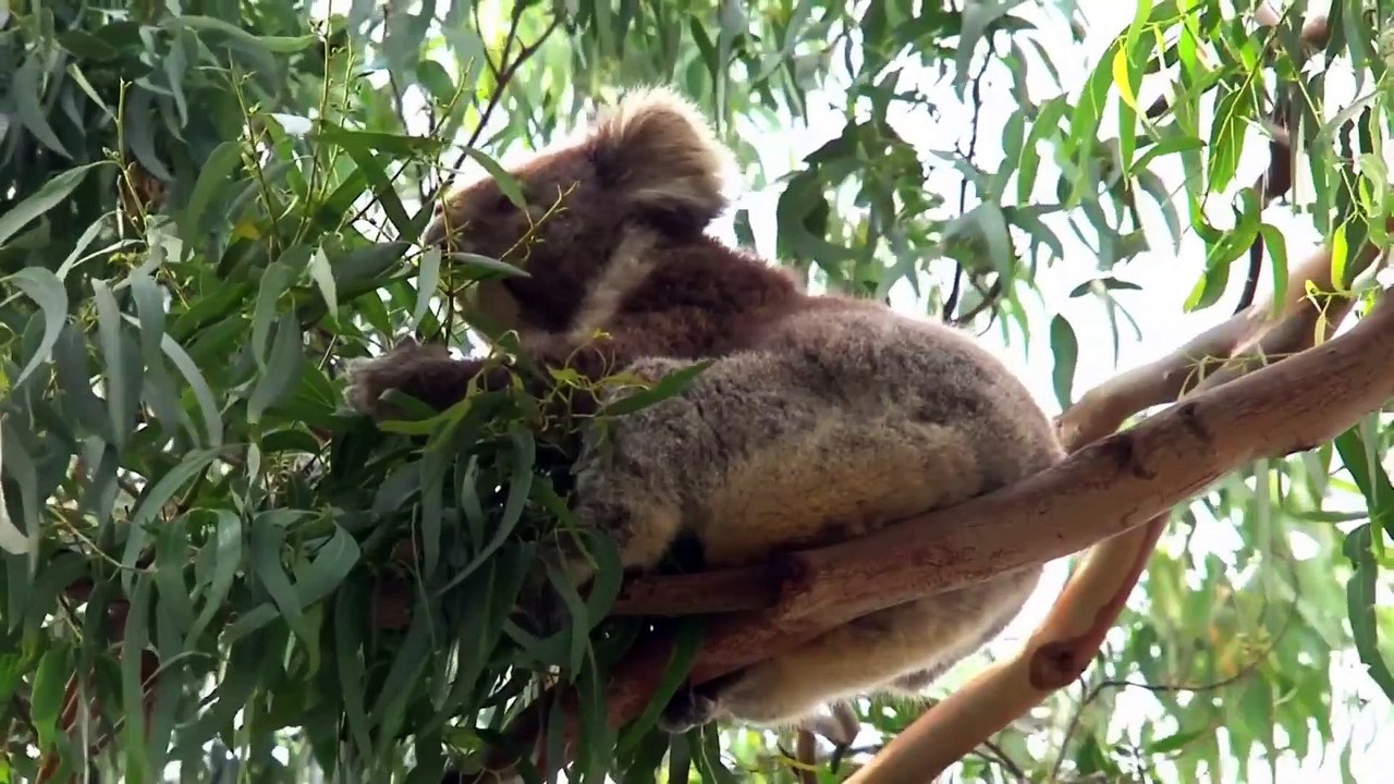 CUTE KOALA