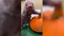 Porcupine munches on pumpkin treat for Halloween at Cincinnati Zoo
