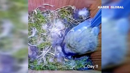 Bir anne kuşun yuvasının 51 günlük süreci izleyenleri büyüledi... İşte o anlar