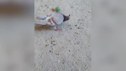 ‘Zombie’ pigeons walk with twisted necks after contracting illness