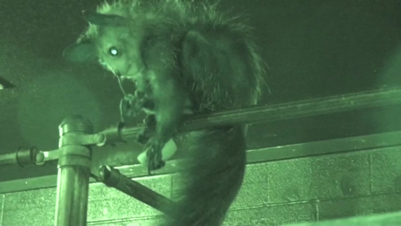 Madagascan lemur picks nose using specialised fingers in never-before-seen footage