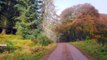 Misty Tay Forest Walk  I Scottish Countryside I Guided Forest Walk Meditation