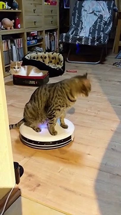 Cat Loves Riding on Roomba - video Dailymotion