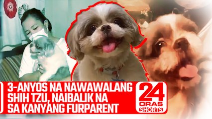 3-anyos na nawawalang Shih Tzu, naibalik na sa kanyang furparent  | 24 Oras Shorts