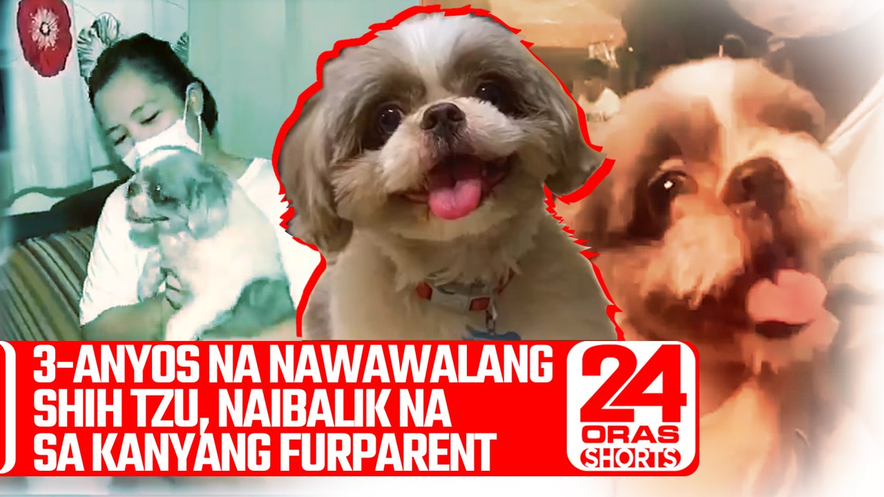 3-anyos na nawawalang Shih Tzu, naibalik na sa kanyang furparent  | 24 Oras Shorts
