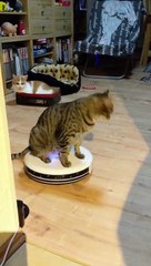 Cat Loves Riding on Roomba