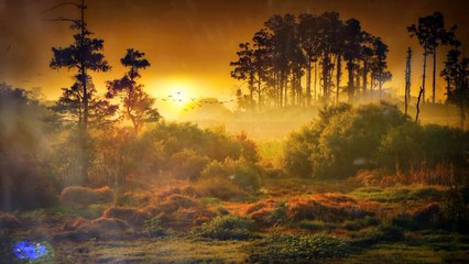 Relaxasi Suara Hewan