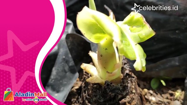 Sukses Raup Jutaan Rupiah dari Pembibitan Pohon Pisang Cavendis, seperti ini Kisahnya