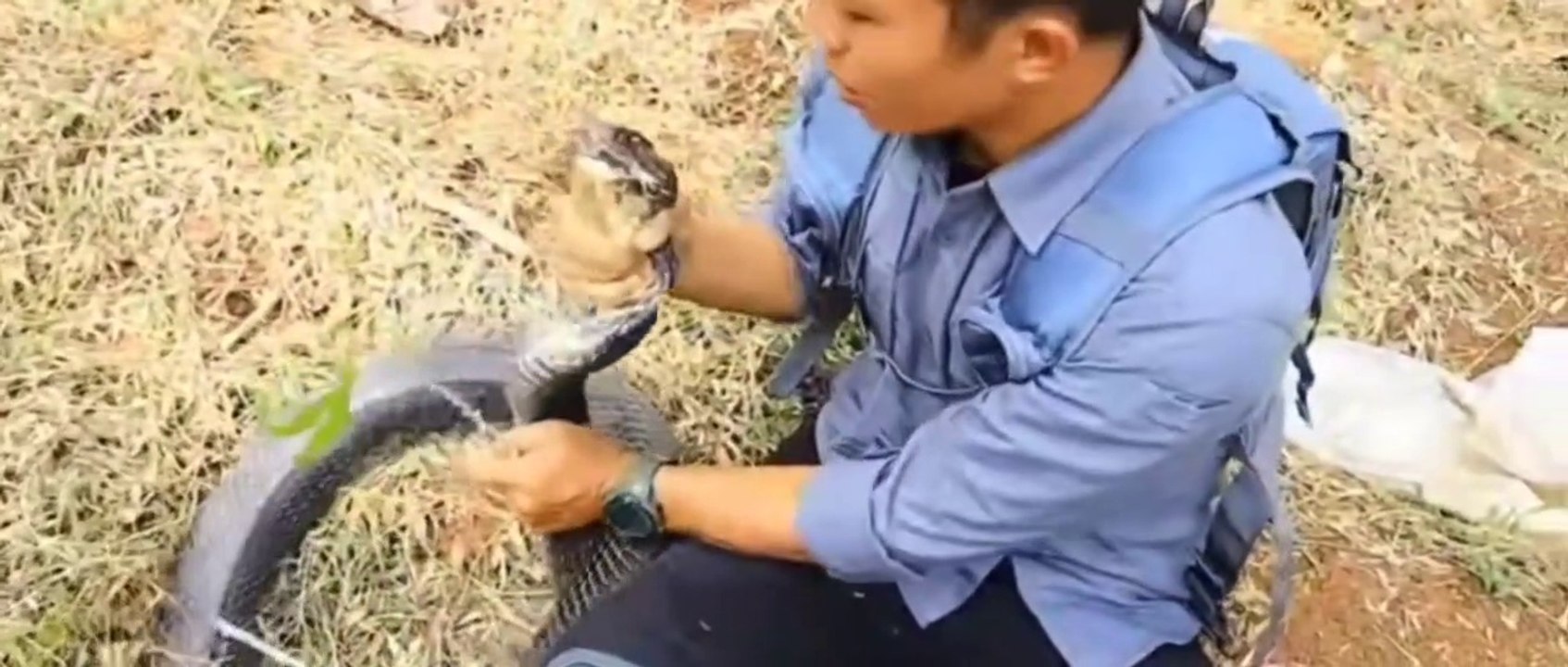 catch king cobra