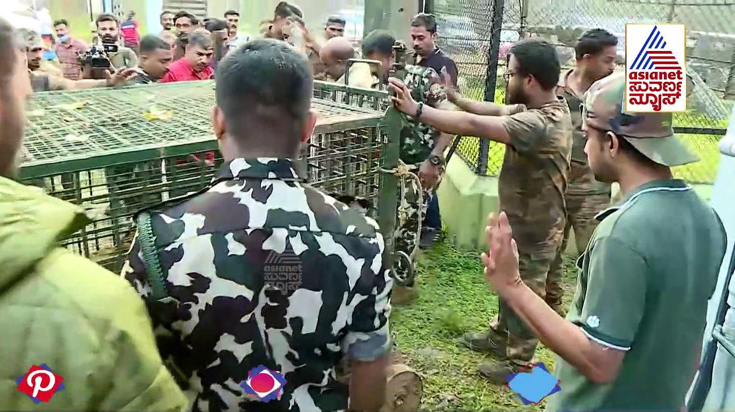 14 ಜಾನುವಾರು ತಿಂದು ತೇಗಿ ಜನರ ನಿದ್ದೆಗಿಡಿಸಿದ ಹುಲಿ ಸೆರೆ, ನಿಟ್ಟುಸಿರು ಬಿಟ್ಟ ಗ್ರಾಮಸ್ಥರು!