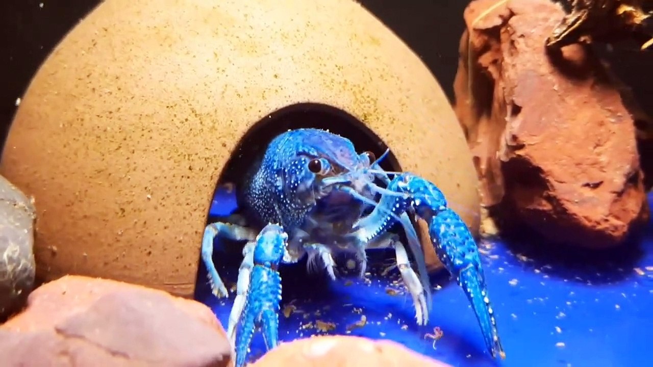 Cuteness Animals - beautiful animals - Cat , cow, Tiger, Dog _ Amazing birds