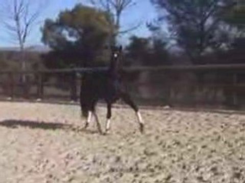 Un superbe étalon pure race espagnol