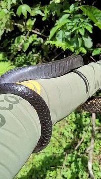 Cobra resgatada e devolvida para mata em Jaraguá do Sul