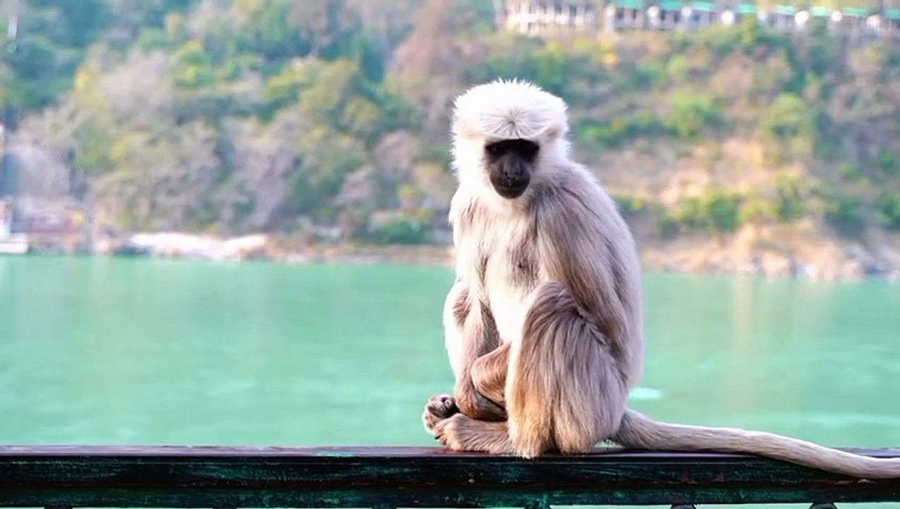 Reaksi Hewan ketika melihat sesuatu|reaksi Hewan peliharaan ketika melihat sesuatu