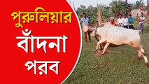 কালীপুজোর রাতে মহাদেবকে তুষ্ট করতে বাঁদনা পরবে মেতে ওঠে পুরুলিয়া