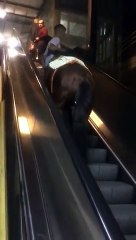 Metroda yürüyen merdivenlerdeki at videosu viral oldu