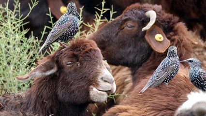 Koyunların üstündeki böceklerle beslenen kuşlar kameraya yansıdı