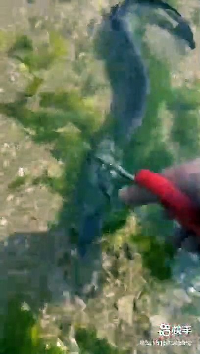 Top viral fish fishing  Amazing fish video ,fishing video  TIK TOK