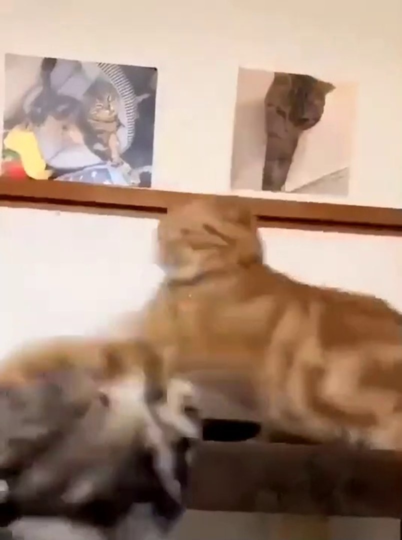 Cat Funny  Cat Cute videos  Cat Funny Videos
