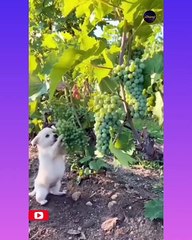 Trending Viral Sensation 🚀